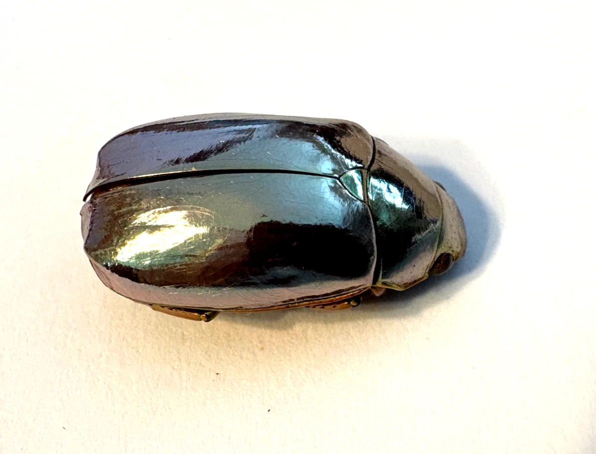 Chrysina for sale | eBay