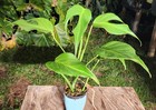 Monstera Burle Marx Flame Plant in 4” Pot 15" Tall 20" Wide — photo 5