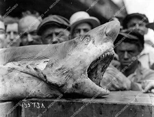 crp-15264 1930's man eating tiger shark caught off New Jersey coast in Belford b