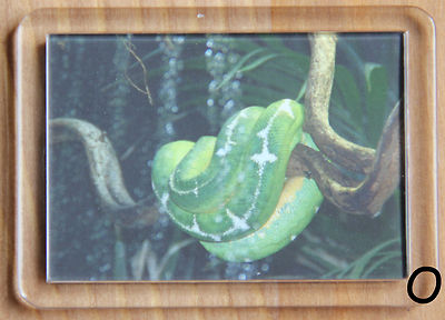 Tier Foto Magnete oder Schlüsselanhänger 24 verschiedene Motive z.B. Löwe, Wolf, Lemur