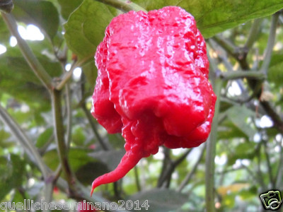  CAROLINA REAPER die schärfste Chili der Welt HP 22 B-20 Samen + Anleitung