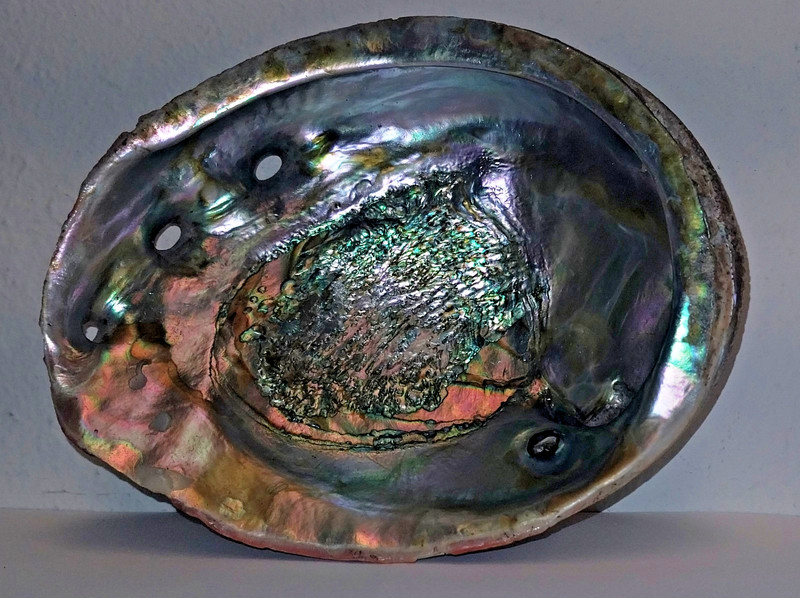 Vintage Large Abalone Seashell  - Rare & Unique - Craft Fine Art - #1