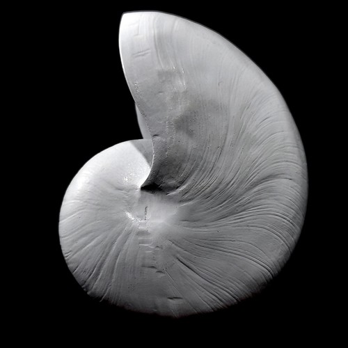 Resin White Nautilus feature seashell 11cm x 8cm - Picture 7 of 7
