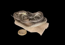 Taxidermy Tiny Lined Snake (Tropidoclonion lineatum) Log no 92. Length 9cm.