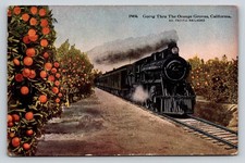 Southern Pacific Train Orange Groves California Postcard J5056