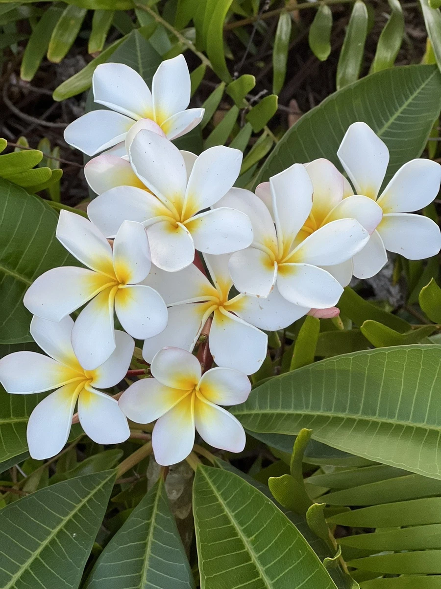Plumeria for sale | eBay