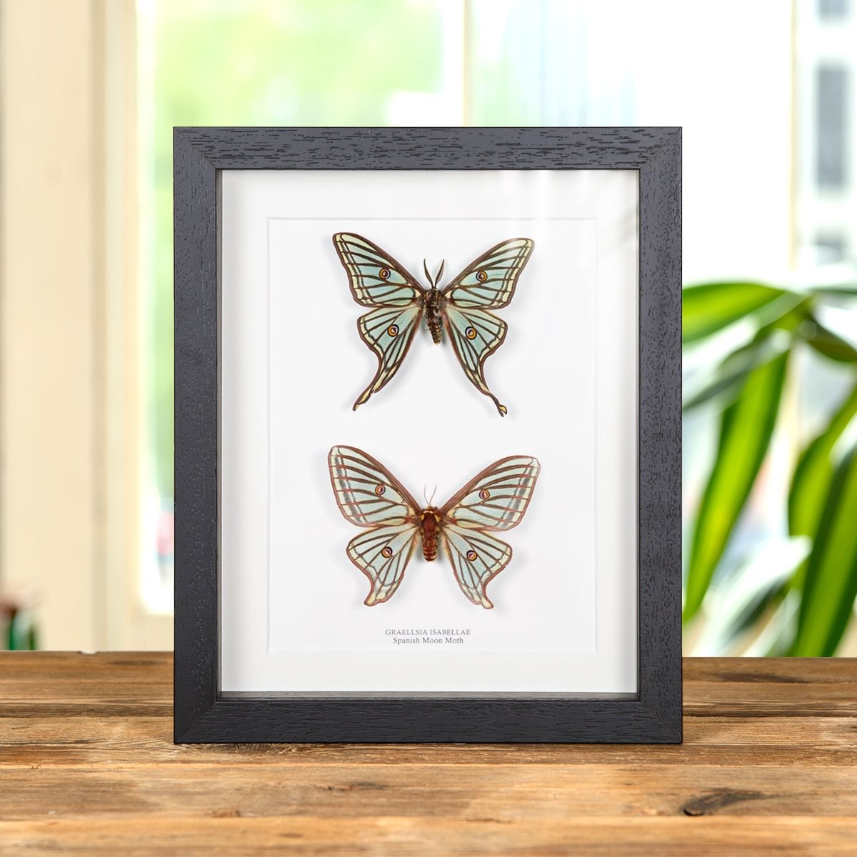 Male and Female Spanish Moon Taxidermy Moth Frame (Graellsia