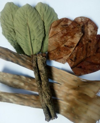 Guava-Banana-Catappa leaves & Bark for Aquarium Water PH Total Solution 4 in 1