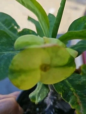 Thai Yellow Green Flower~Euphorbia~Hybrid Crown of Thorns Live Plant 7" Tall