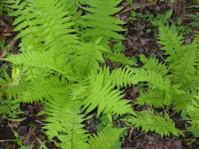 20 Hay Scented Fern Clumps (Dennstaedtia Punctilobula) – Rhizomes For Temperate Gardens – Zone 3