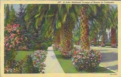 Vintage California Postcard Palm Tree Lined Avenue Scenic Garden