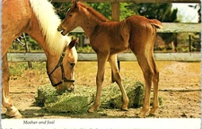 Mother and Foal Eating Hay Horse Postcard c1983