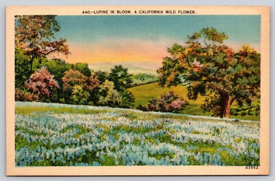 Postcard Lupine in Bloom A California Wild Flower