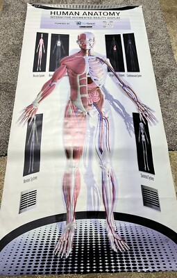 Human Anatomy Interactive Augmented Reality Display Large Vinyl Poster ...