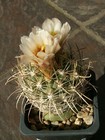 Sclerocactus wrightiae RP 104 - 10 semi - MOLTO RARO