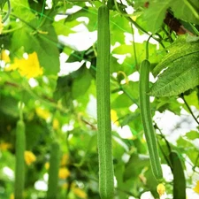 Emerald Smooth Luffa Gourd Seeds - For 2025 Planting Smooth Long Hybrid Sponge