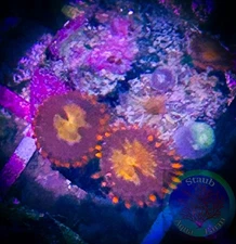 SAF~ Zoanthid Coral Frag, “WYSIWYG” Paly, Zoa, Live Coral Colony