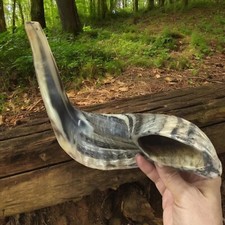 Authentic Ram Horn Shofar Synagogue Prayer 25-30 Cm Natural Shape free shipping