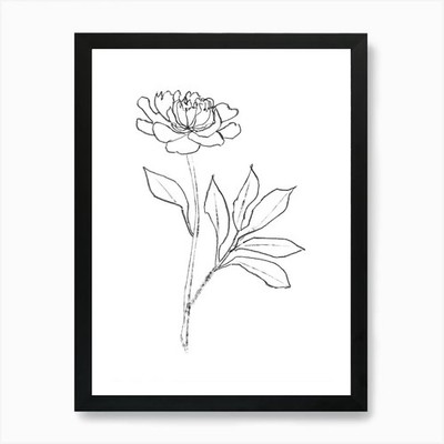 Peony Charcoal Line Drawing Art Pri Framed Wall Art Poster Canvas Print Picture