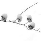 paltryparade