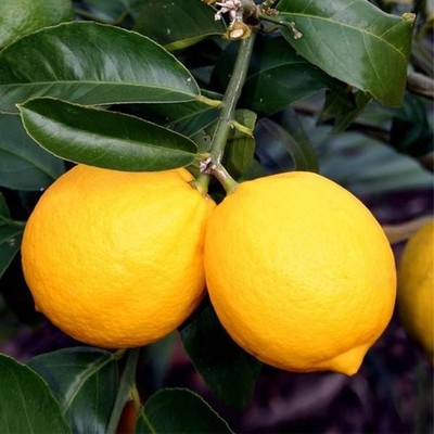 100+ Lemon Meyer Seedss (Citrus meyeri) Dwarf Lemon