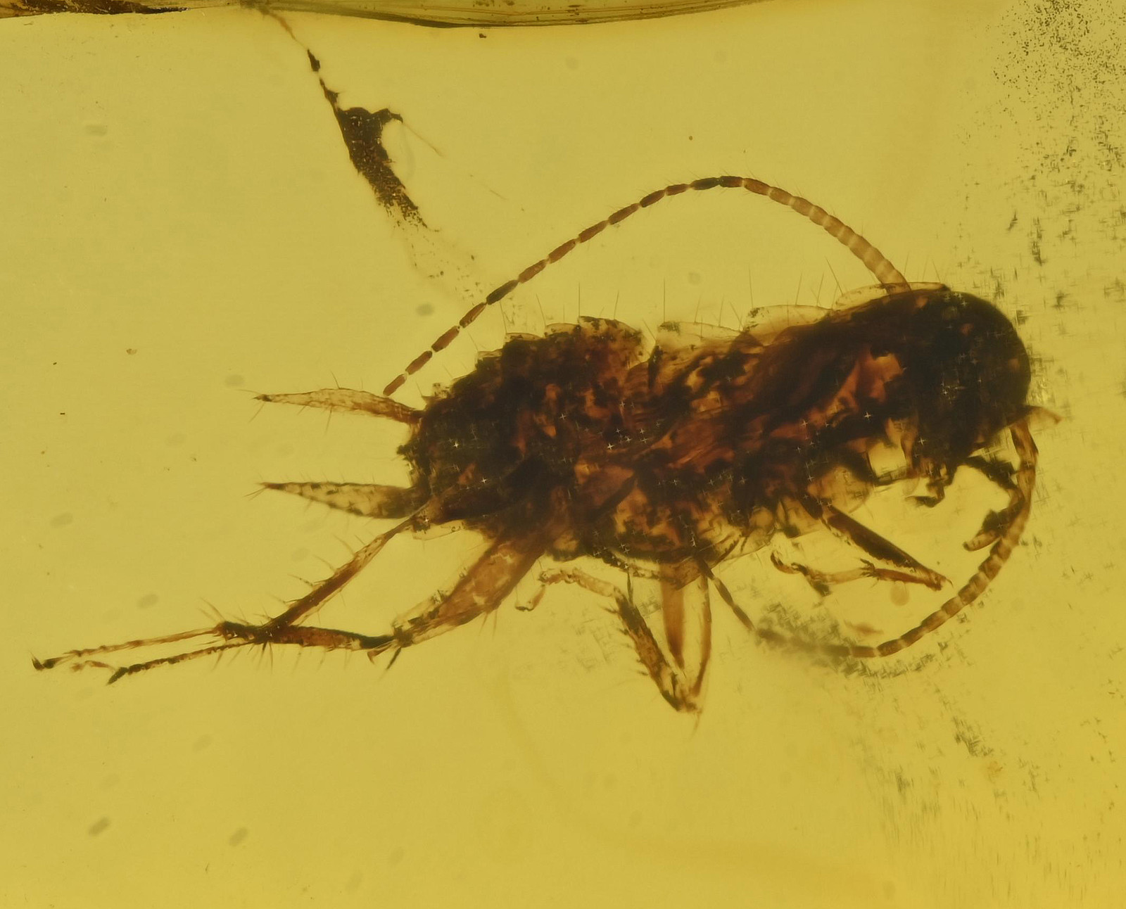 Blattodea (Cockroach), Fossil insect inclusion in Burmese Amber
