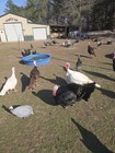 4+ HERITAGE TURKEY EGGS ORGANICALLY GROWN FREE RANGED READ DESCRIPTIONS — photo 3