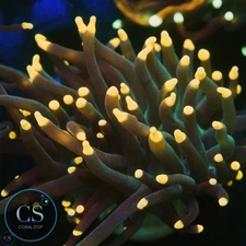CS MIAMI HURRICANE TORCH - WYSIWYG LIVE CORAL