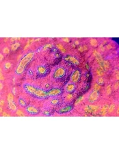 Pink Boobies Chalice Live Coral Acro Acropora SPS LPS Zoa Zoanthid Paly