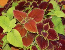 Coleus Blumei RAINBOW MIX Annual Perennial Shade Garden Non-GMO 500 Seeds