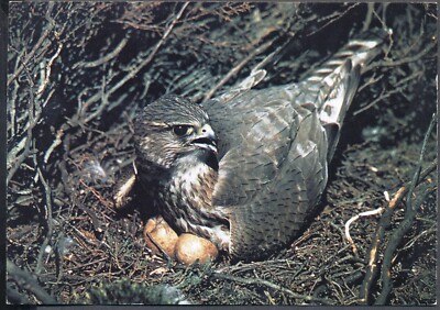 Moderne RAUBVOGEL-Postkarte: DER MERLIN. Kostenloser Versand UK