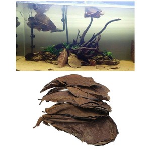 hermit crab and betta fish