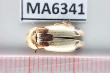 MA6341. Unmounted insect: Small insect. Jayapura, Indonesia!!!!!