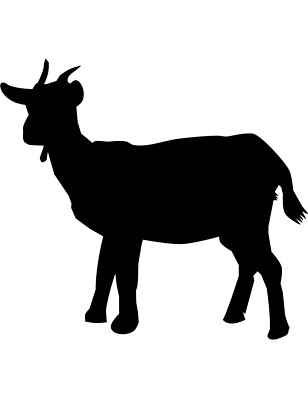 XXL 18x18 cm Car Sticker Goat Sticker