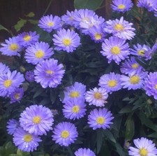 Michaelmas Daisy Perennial Garden Cottage Flower Plant In 1L Pot