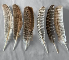 12 - Large Mixed Mottled Turkey Secondary Wing Feathers