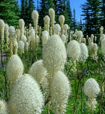 30 Bear Grass Seeds for Planting Xerophyllum tenax Exotic Flowering Grass Seeds