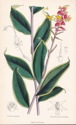 Globba Atro-Sanguinea Borneo Orchid flower botanical print litho Curtis 6626