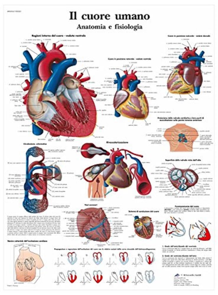 VR4334L Poster Menschliches Herz Anatomie und Physiologie
