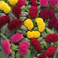 190 SEEDS - celosia CRESTED MIX cockscomb - GroCo USA - BUY ANY 15-SHIPS FREE
