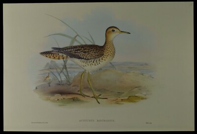John Gould Bartram's Sandpiper Bird British Museum Official Limited Print