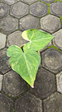 Real Picture Anthurium Sweet Love Variegated Rare Plant