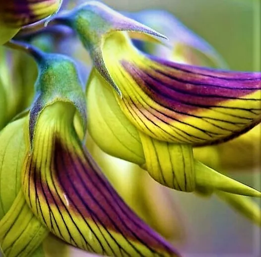 Crotalaria cunninghamii on sale