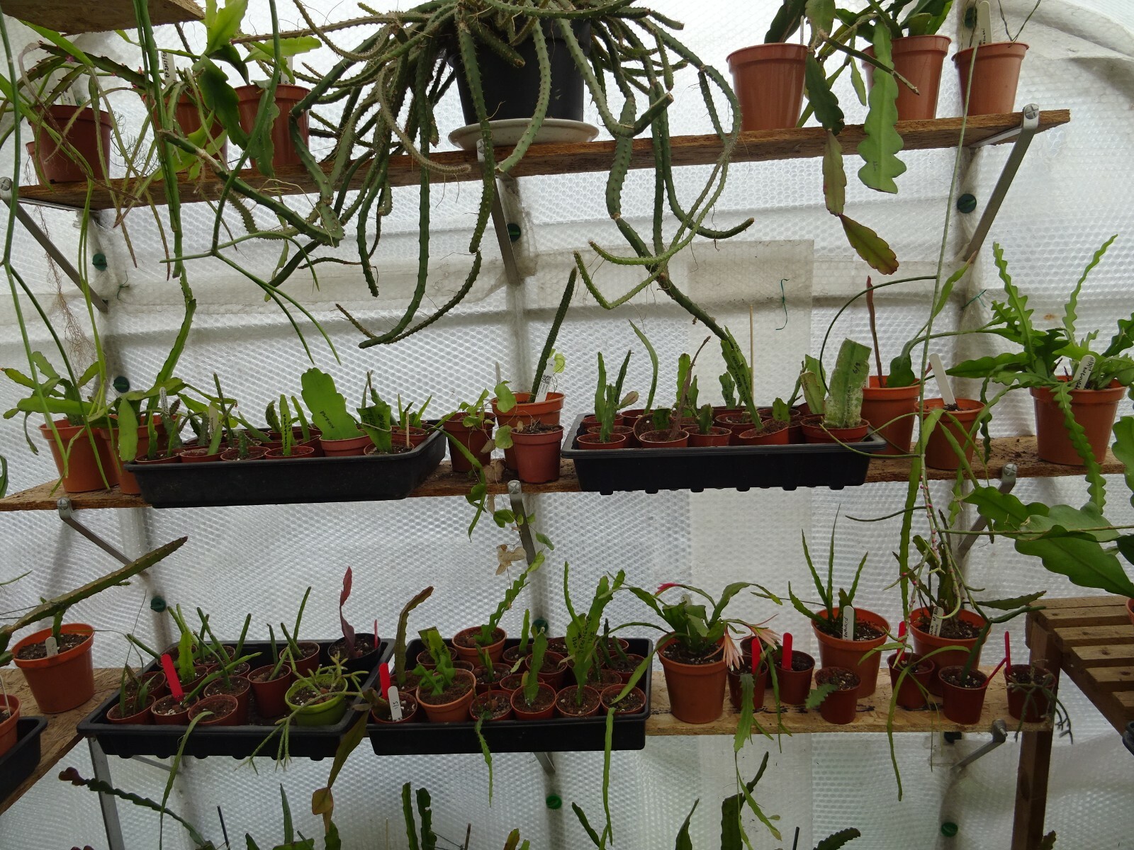 6" Aluminium Greenhouse Shelf Brackets (Pair) complete with bolts eBay