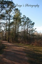 Digital image  wallpaper pathway in forest with tree shadows photo by Paige