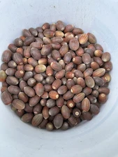 5 Lbs Black Oak Acorns. Fresh, 2025 Harvest