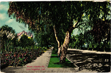 CALIFORNIA Los Angeles West Adams Street Pepper Tree c1913 CA Postcard