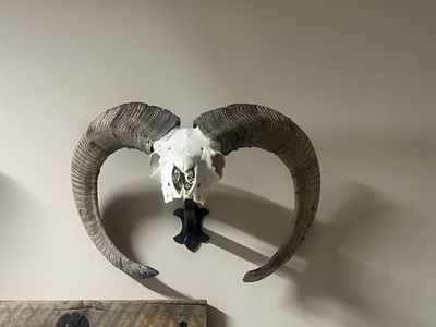 #ad #ad Huge Ram Skull Mount – European Mount – Heavy Horns $330.00