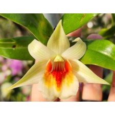 Dendrobium QF Makani Flowering Size 4 inch pots