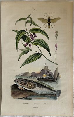 Gravur Fisch Preta Luzern Uvularia Sessilifolia E.Guerin 1839 Ittiologia